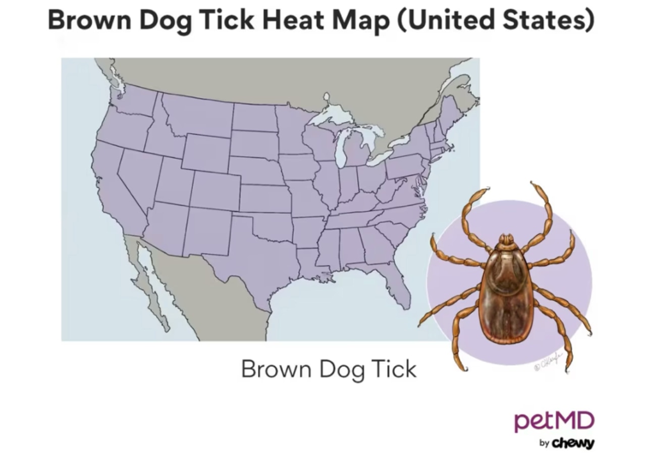 brown tick heat map